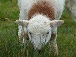 FZ014891 Damp little lamb.jpg